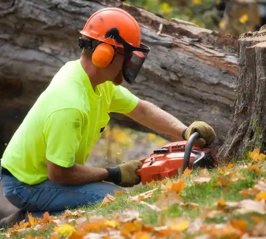 tree services Watkins Glen